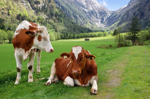 Dvě krávy v alpských horách Royalty Free Stock Fotografie