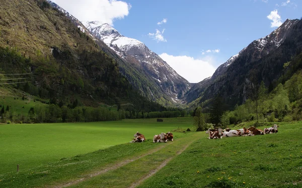 Stádo krav v alpských horách — Stock fotografie