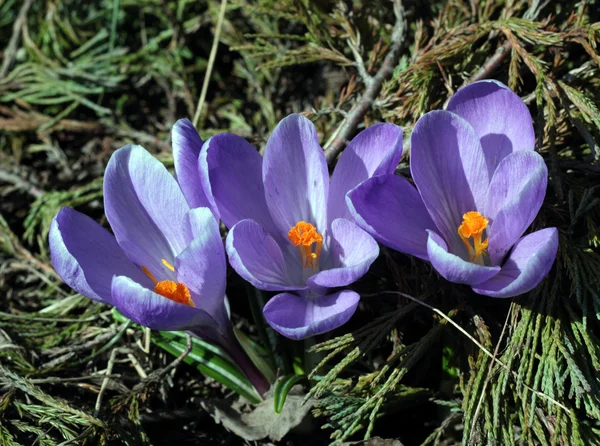 Beautiful spring crocuses flowers — Stock Photo, Image