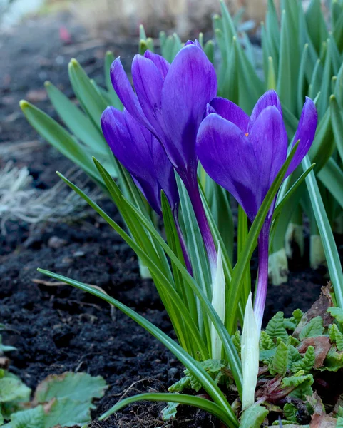 Piękne kwiaty krokus w glebie — Zdjęcie stockowe