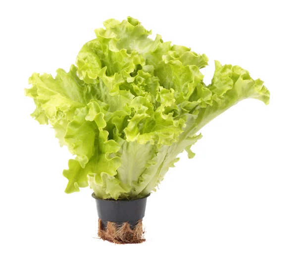Свежий салат в цветочном горшке — стоковое фото