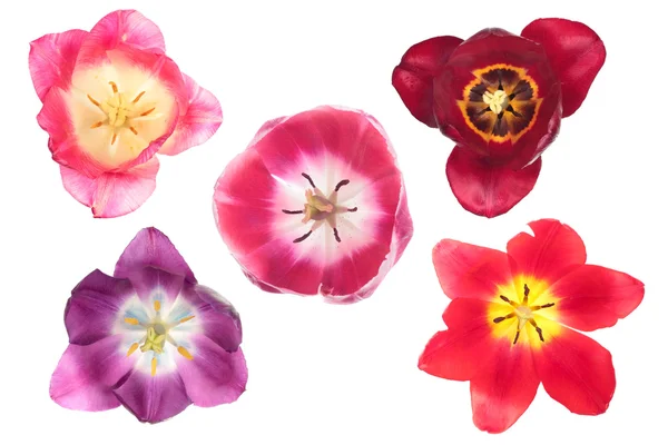 Tulipanes de diferentes colores — Foto de Stock