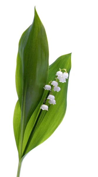 Lilly of the valley Stock Image