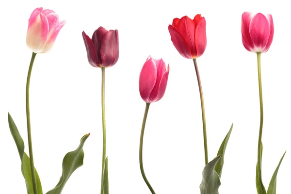 Různé barevné tulipány Royalty Free Stock Fotografie