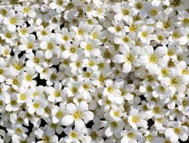 beyaz çiçekler arka plan