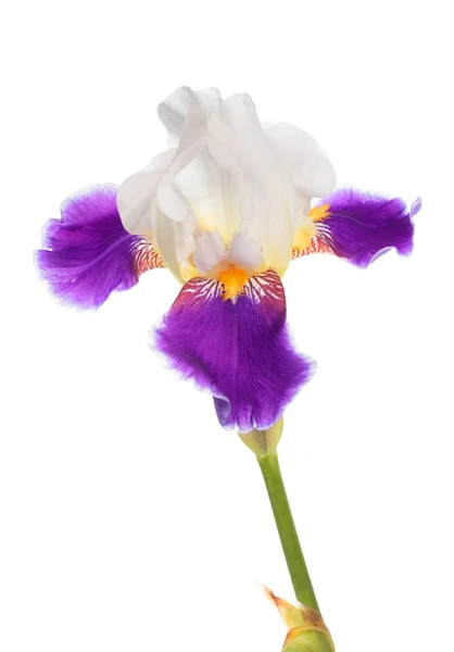 Iris blanco-púrpura — Foto de Stock
