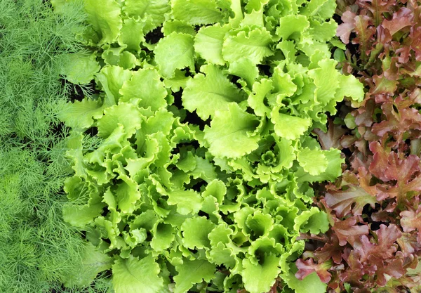 Stock image Fresh green vegetables