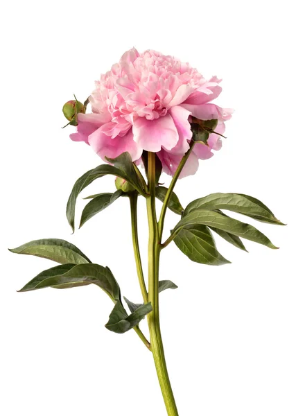 Pink peony Stock Picture