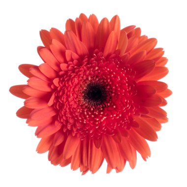 güzel kırmızı gerbera