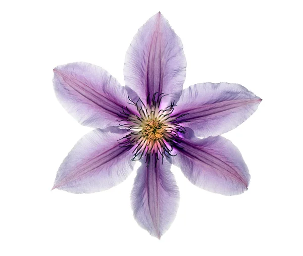 Hermosa clematis lila — Foto de Stock