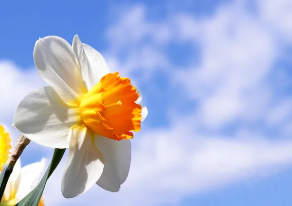 Spring narcissus flower — Stock Photo, Image