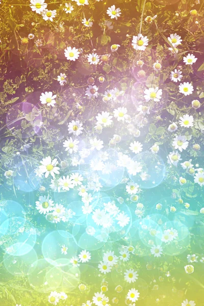 Bright daisy field background — Stock Photo, Image
