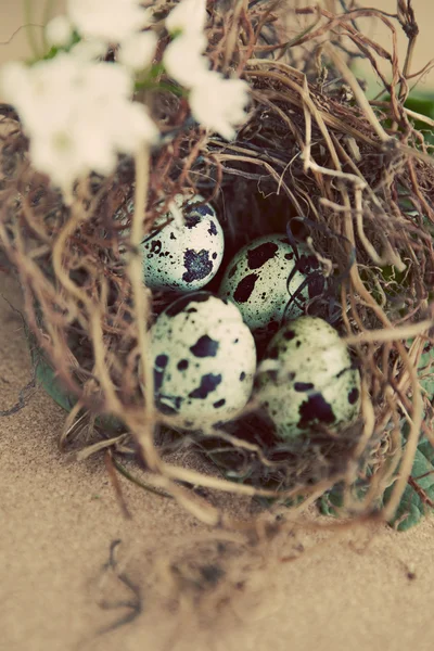 Винтажное перепелиное гнездо с яйцами — стоковое фото