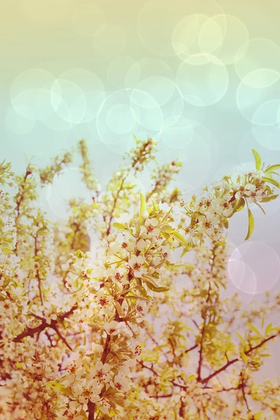 Virágzó ágak természetes háttér — Stock Fotó
