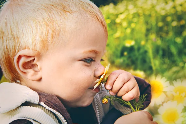 Маленький ребенок пахнет маргариткой — стоковое фото