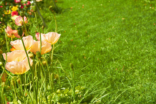 Beautiful orange poppies in the garden with copy space over green grass.