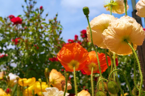 Amapolas anaranjadas y amarillas en el jardín — Foto de Stock