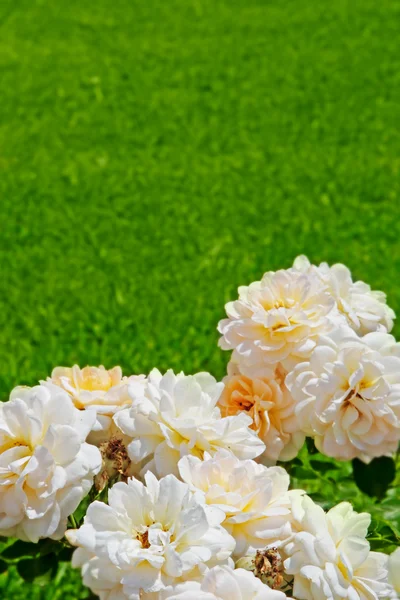 Білі троянди на зеленій траві — стокове фото
