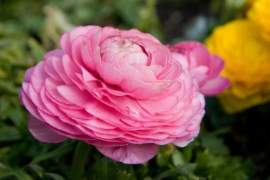 pastel pembe haşhaş