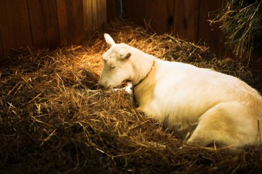 Sleeping beyaz o keçi