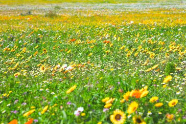 Spring flowers field