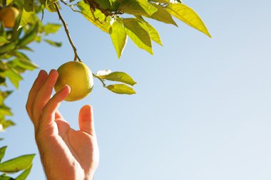 Man picking lemons clipart