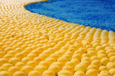 Display of ripe lemons