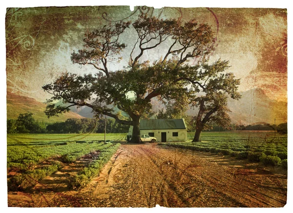 Гранж дуб и лаванда — стоковое фото