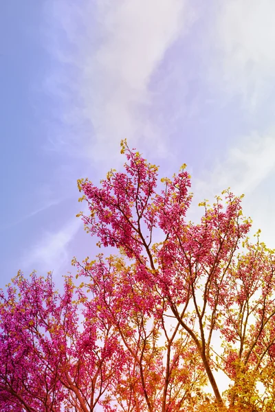 Рожева ялинка навесні — стокове фото