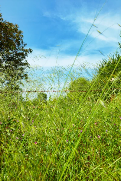 Трава в Киразли — стоковое фото