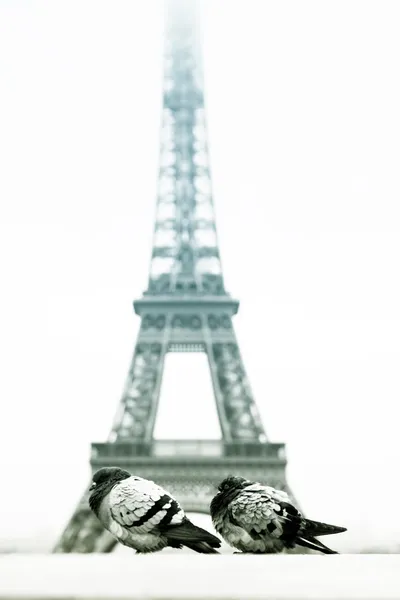 Torre Eiffel e pombas no inverno — Fotografia de Stock