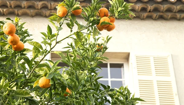 Помаранчевий мандарина дерево — стокове фото