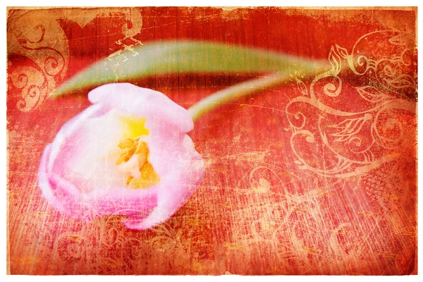 Ροζ tulip στη σελίδα χαρτιού πορτοκαλί grunge — Φωτογραφία Αρχείου