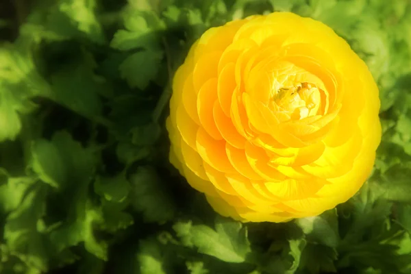 Yellow poppy — Stock Photo, Image
