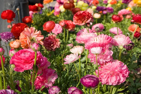Cama de flores con amapolas — Foto de Stock