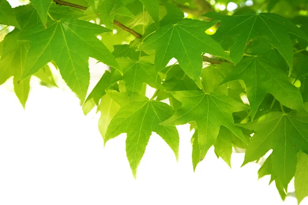 stock image Green leaves background