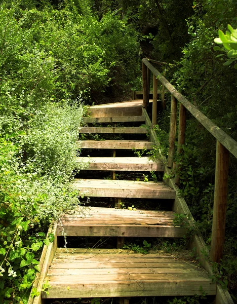 Wooden stairs in green bushes — Stock Photo, Image