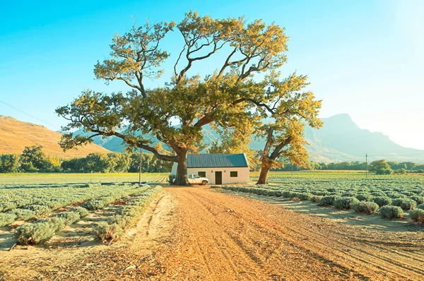 stock image Lavender farm