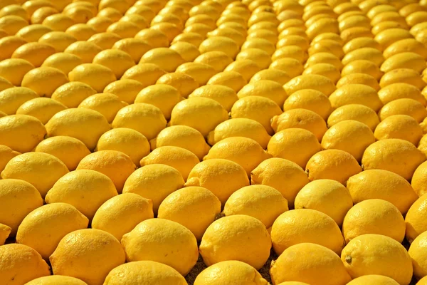 stock image Rows of lemons