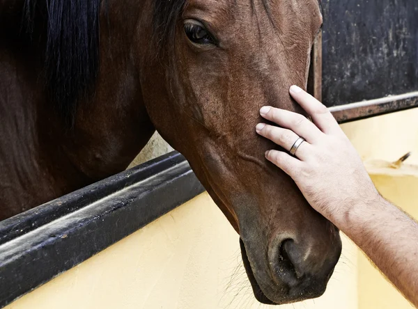 stock image Hand on horse head