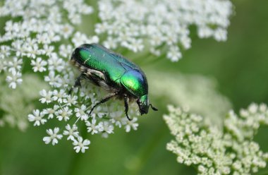 Cetonia aurata, yeşil gül chafer bilinen