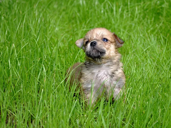 잔디에 있는 강아지 — 스톡 사진
