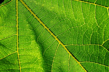 Leaf veins clipart