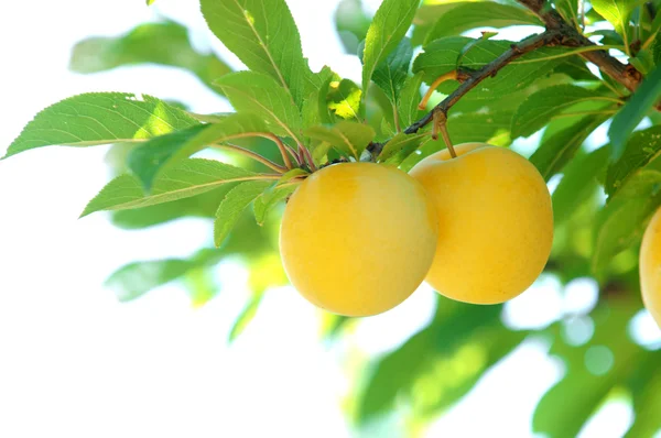 Yellow plum Royalty Free Stock Images
