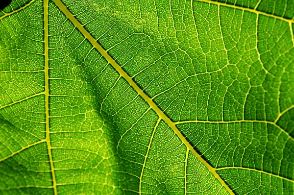 Venas de hojas Imagen de archivo