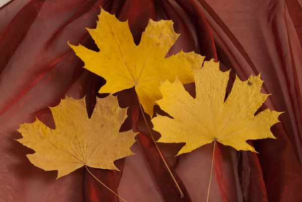 Yellow leaves on a fabric — Stock Photo, Image