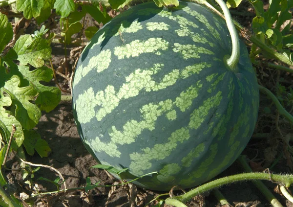 stock image Water-melon