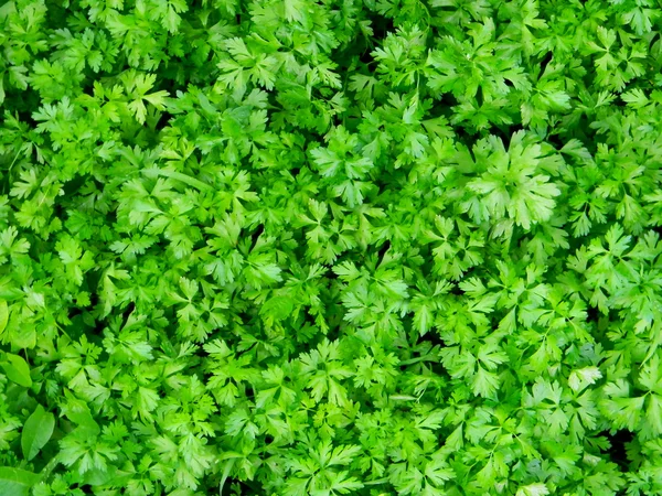 Grüne Petersilie — Stockfoto
