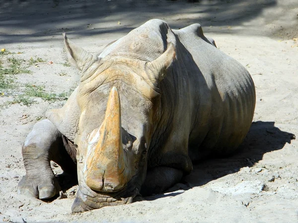 Stock image Rhiniceros