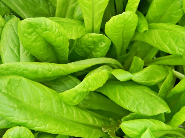 stock image Green lettuce leafs